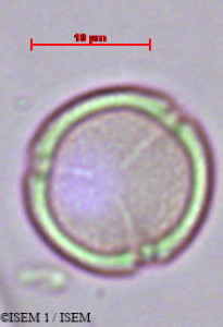 ISEM 1/Cocculus_lanvifolins_29375/Cocculus_lanvifolins_29375_0001(copy)_thumb.jpg